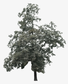 Tree 2d Png Black And White, Transparent Png, Transparent PNG