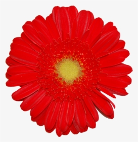 Transvaal Daisy, HD Png Download, Transparent PNG