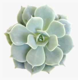 Echeveria Fleur Blanc Succulent Plant, Succulent Care - Succulent Plant, HD Png Download, Transparent PNG