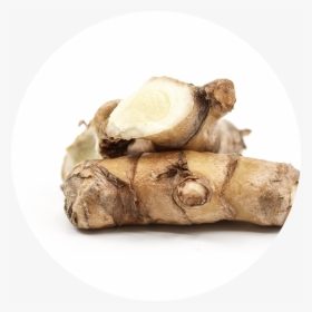 White Turmeric - Zingiber - Zingiber, HD Png Download, Transparent PNG