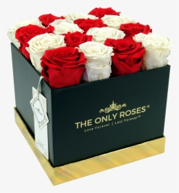 Red And White Preserved Roses - Rose, HD Png Download, Transparent PNG