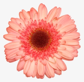 Flower Stock, HD Png Download, Transparent PNG