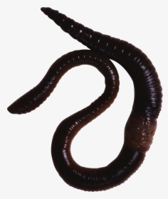 Earthworm Worm Png - Animals With Slimy Skin, Transparent Png, Transparent PNG