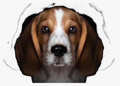 Beagles Puppy Black Background, HD Png Download, Transparent PNG