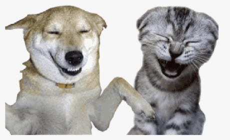 Gif Cat Image Blog Dog - Dog And Cat Gif With Transparent Background, HD Png Download, Transparent PNG