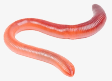 Worms Png Transparent Images - Earthworms Png, Png Download, Transparent PNG