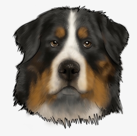 Bernese Mountain Dog, HD Png Download, Transparent PNG