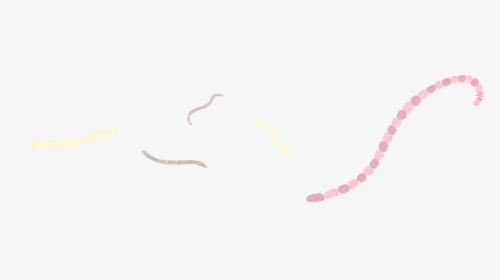Roundworms - Insect - 西園 弖虎, HD Png Download, Transparent PNG