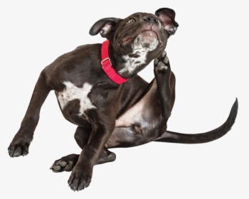 Itching Dog, HD Png Download, Transparent PNG
