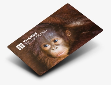 Card-petg - Orangutan, HD Png Download, Transparent PNG