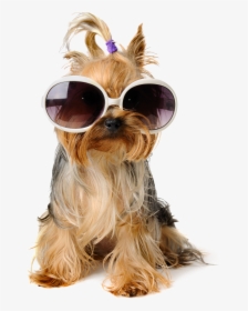Shaggy Sitting Pet Greeting Dog Birthday Puppy Clipart - Dog With Sunglasses Png, Transparent Png, Transparent PNG
