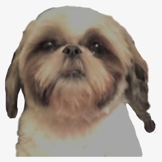 Transparent Dog Head Png - Chinese Imperial Dog, Png Download, Transparent PNG