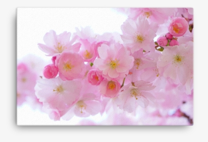 Cherry Blossom Bg, HD Png Download, Transparent PNG