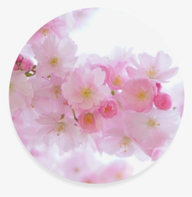 Beautiful Pink Japanese Cherry Tree Blossoms Round - Cherry Blossom, HD Png Download, Transparent PNG