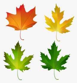 Fall Maple Leaves Set Png Decorative Clipart Image - Fall Maple Leaf Clipart, Transparent Png, Transparent PNG
