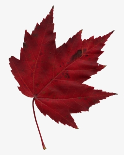 Canada Training Group - Transparent Background Maple Leaf Png, Png Download, Transparent PNG