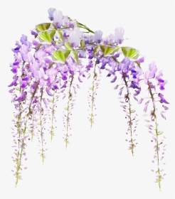 #flowers#freetoedit - Transparent Wisteria Flower Png, Png Download, Transparent PNG