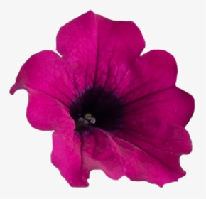 Flower Crown Png Purple - Petunia Png, Transparent Png, Transparent PNG