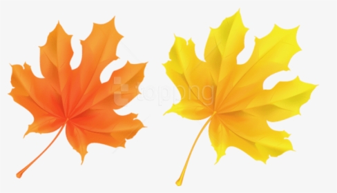 Download Transparent Yellow And - Transparent Background Fall Leaf Clipart, HD Png Download, Transparent PNG