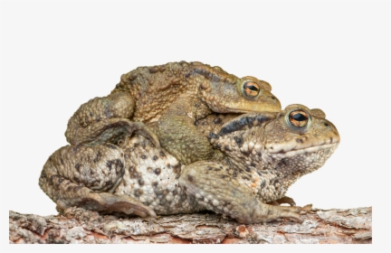 Piggyback, Toad, Frog, Bufonidae, Bufo Amplexus - Cute Toad, HD Png Download, Transparent PNG