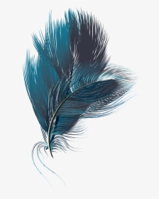 Feather Computer File - Illustration, HD Png Download, Transparent PNG