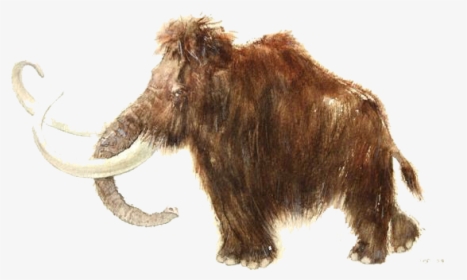 Rouffignac Cave Woolly Mammoth African Elephant Stone - Elephant, HD Png Download, Transparent PNG