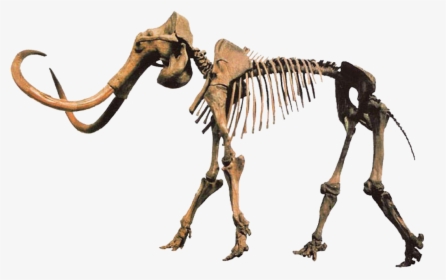 Hebior Mammoth Clean - Mammoth Skeleton Png, Transparent Png, Transparent PNG
