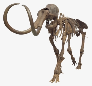 Columbian Mammoth Clean - Mammoth Skeleton No Background, HD Png Download, Transparent PNG