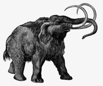 0473 Mammoth Free Vintage Clip Art - Wooly Mammoth No Background, HD Png Download, Transparent PNG