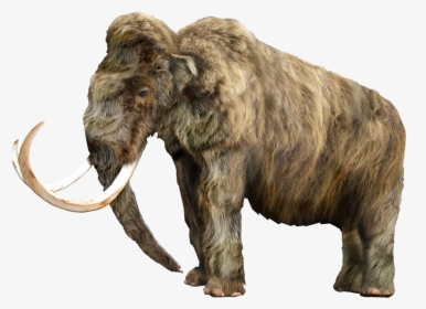 Mammoth Vector Tusk - Wrangel Island Woolly Mammoth, HD Png Download, Transparent PNG