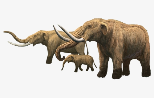 Mammoth Clipart Mastodon - Mastodon Png, Transparent Png, Transparent PNG