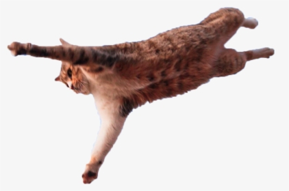 Jumping Cat Png - Cat Leap Of Faith, Transparent Png, Transparent PNG