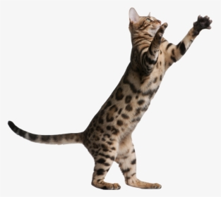 Kitten Jumping Png Banner Transparent - Cat Jumping Transparent Background, Png Download, Transparent PNG
