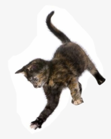 Cat Jumping Png, Transparent Png, Transparent PNG