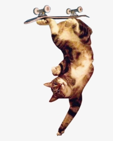 Upsidedown Cat Trick - Jumping, HD Png Download, Transparent PNG