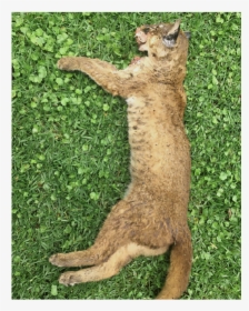 Abyssinian, HD Png Download, Transparent PNG