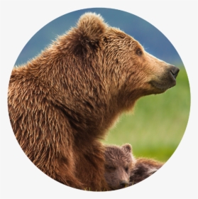 Transparent Grizzly Bear Png - Papa Bear And Cubs, Png Download, Transparent PNG