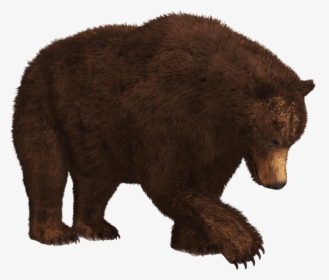 Searching Bear Transparent Png - Bear Png, Png Download, Transparent PNG