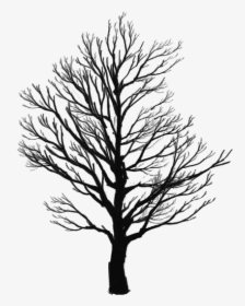 Tree Sketch Png Transparent Images - Winter Tree Silhouette Png, Png Download, Transparent PNG