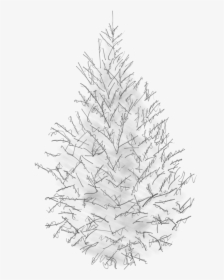 Sketch Of A Canaan Fir - Tree Pine Sketch Png, Transparent Png, Transparent PNG