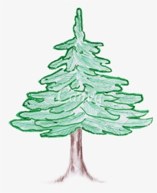 Colorado Drawing Pencil - Colored Pencil Pine Tree, HD Png Download, Transparent PNG