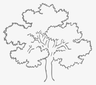 Oak, Tree, Grey, Outline, Nature, Ecology, Environment - Outline Pictures Of Tree, HD Png Download, Transparent PNG