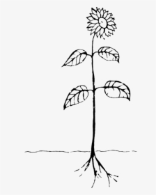 Art,symmetry,monochrome Photography - Drawing Of A Plant, HD Png Download, Transparent PNG