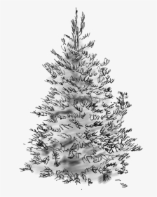 Concolor Fir Sketch - Christmas Tree, HD Png Download, Transparent PNG