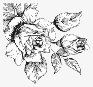 Rose Sketch Clipart - Rose Sketch Png, Transparent Png, Transparent PNG