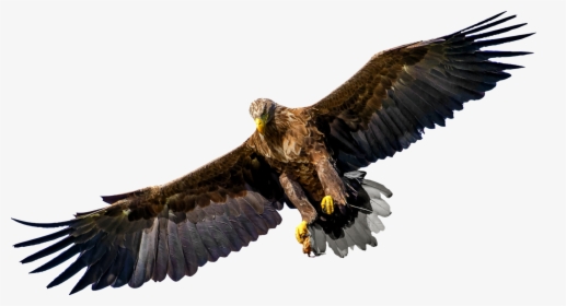 Bird Of Prey Eagle United States Family - Bird Of Prey Png, Transparent Png, Transparent PNG