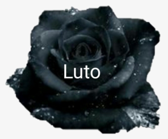 # Luto Eterno #lessa - Black And White Rose Quotes, HD Png Download, Transparent PNG