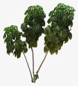 Tree Texture Mapping Schefflera Arboricola - Transparent Background Fig Tree Png, Png Download, Transparent PNG
