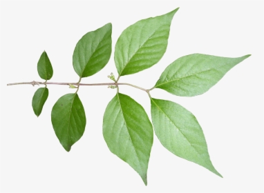 Plant,flowering Plant,branch,twig,plant Stem - Transparent Leaf Texture Png, Png Download, Transparent PNG