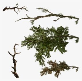 Transparent Pine Branches Png - Pine Branch Texture, Png Download, Transparent PNG